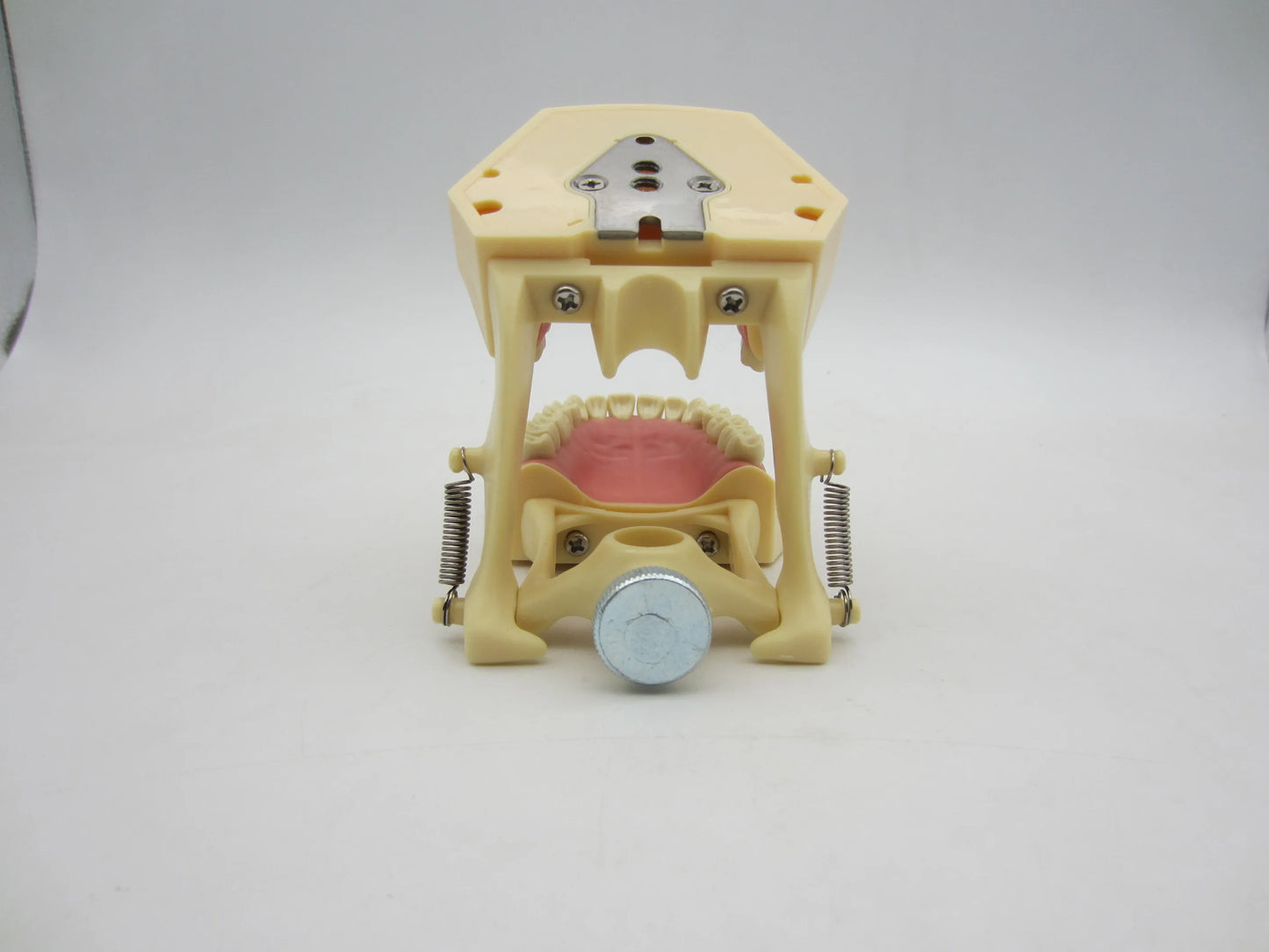 CYW464 Tooth Model