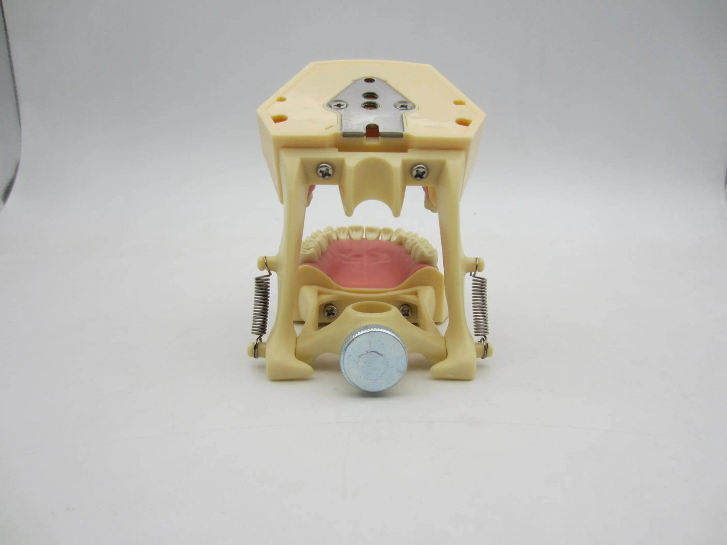 CYW464 Tooth Model - Denspay Dental - Tooth Model