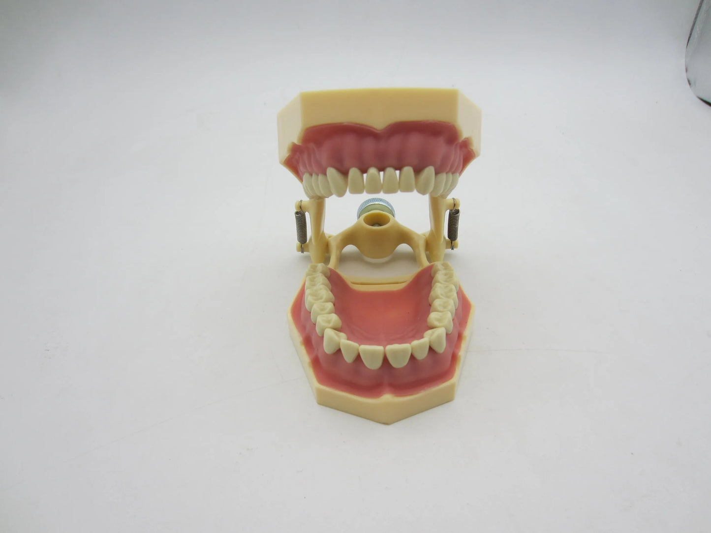 CYW464 Tooth Model