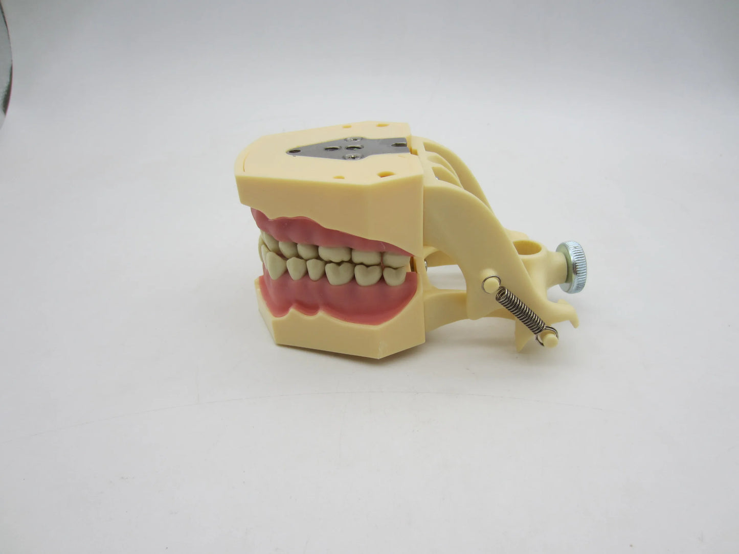 CYW464 Tooth Model