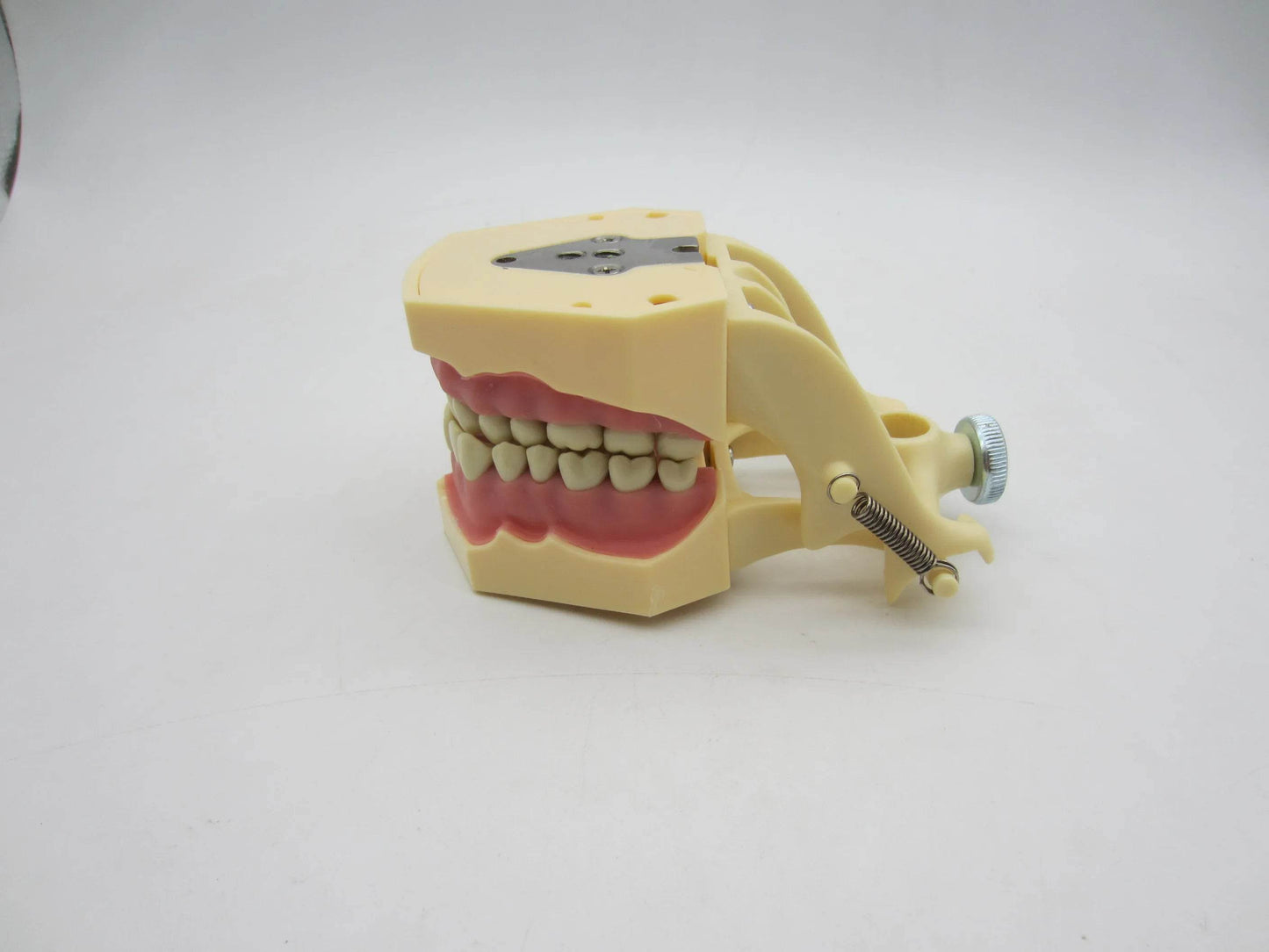 CYW464 Tooth Model - Denspay Dental - Tooth Model