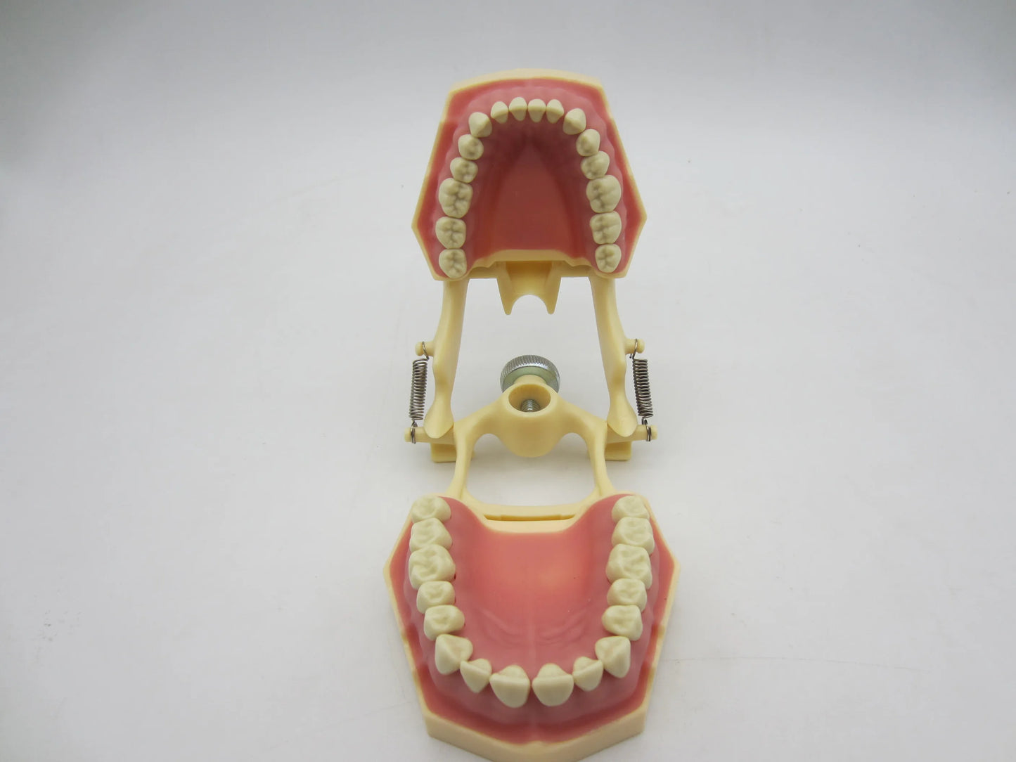 CYW464 Tooth Model