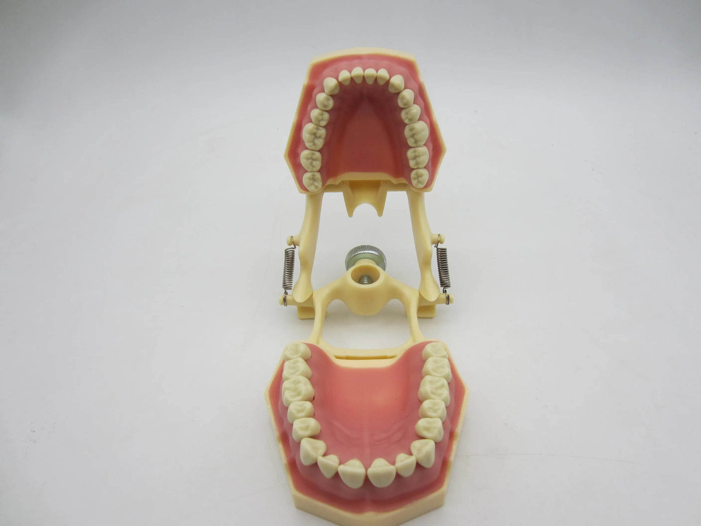 CYW464 Tooth Model - Denspay Dental - Tooth Model