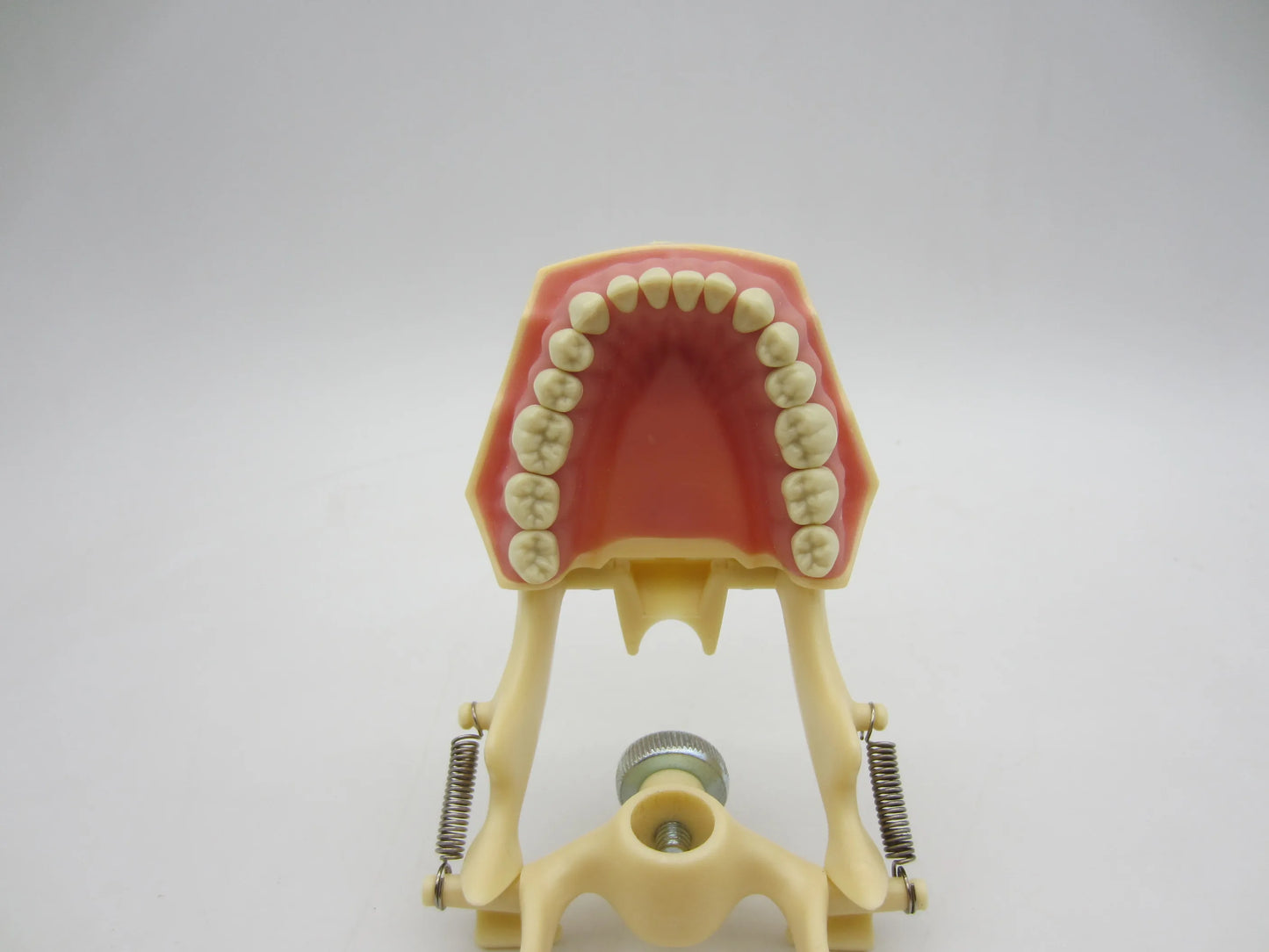 CYW464 Tooth Model
