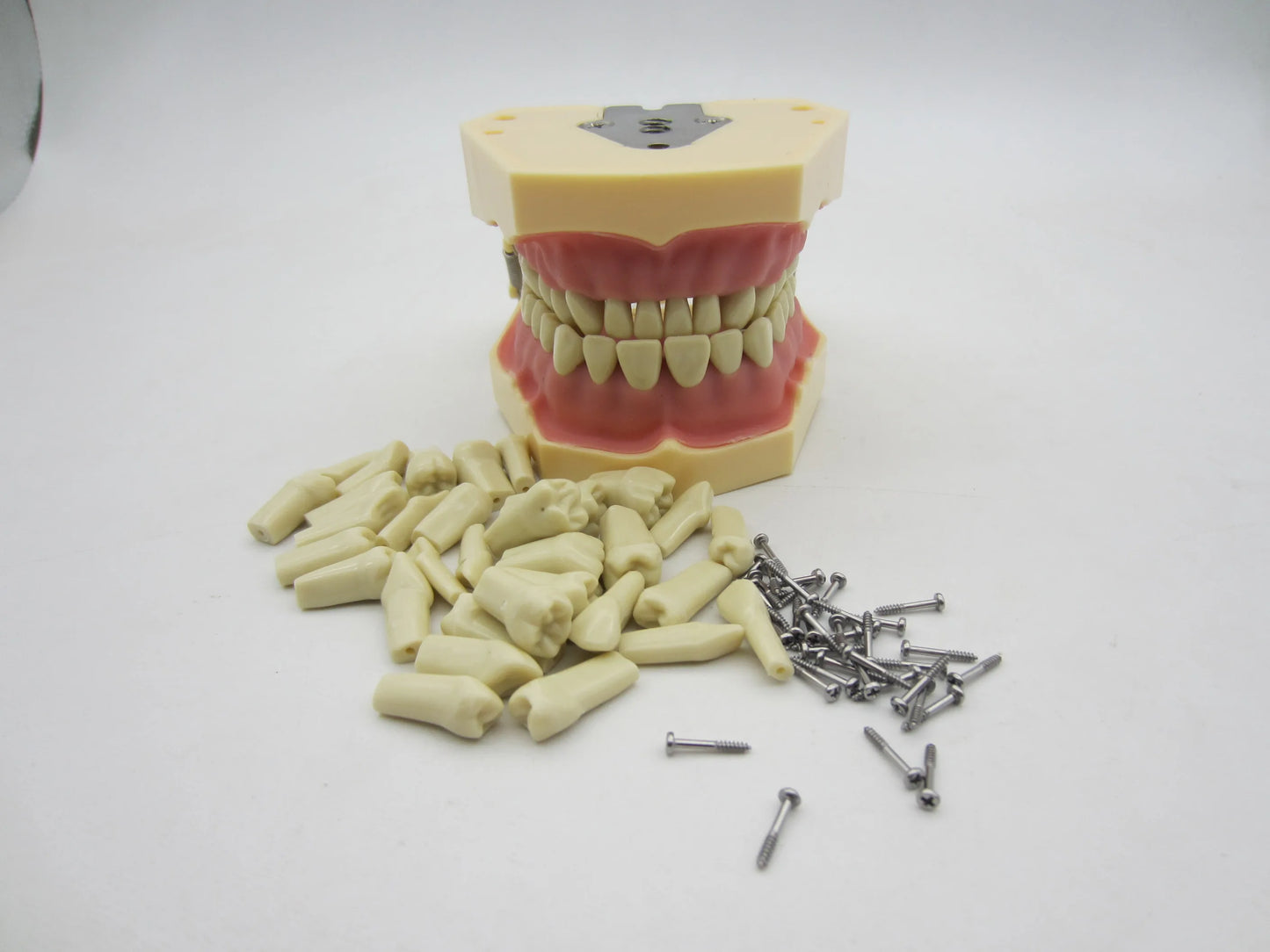 CYW464 Tooth Model