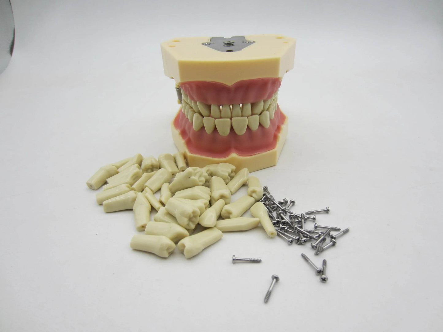 CYW464 Tooth Model - Denspay Dental - Tooth Model