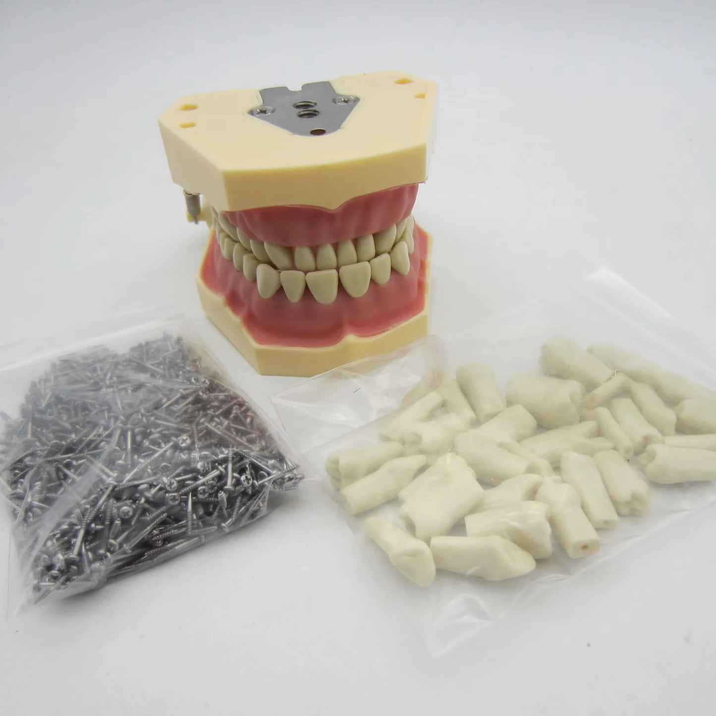 CYW464 Tooth Model