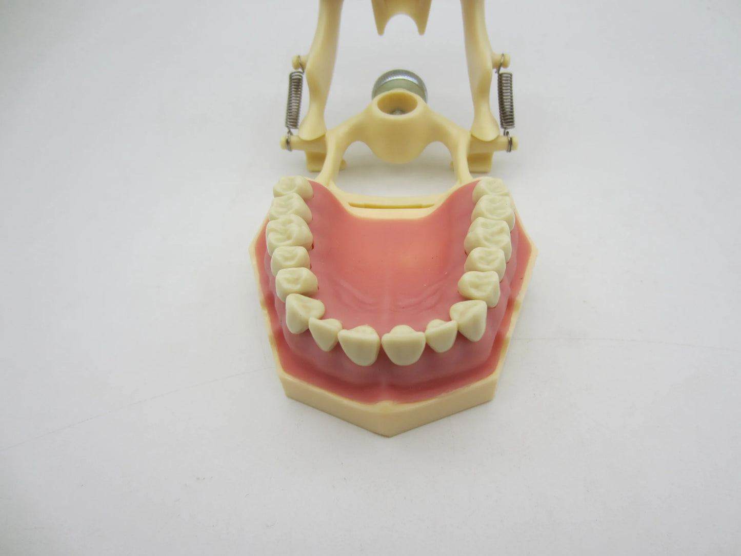 CYW464 Tooth Model