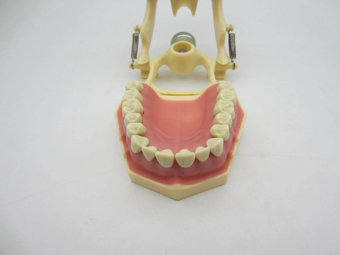 CYW464 Tooth Model - Denspay Dental - Tooth Model