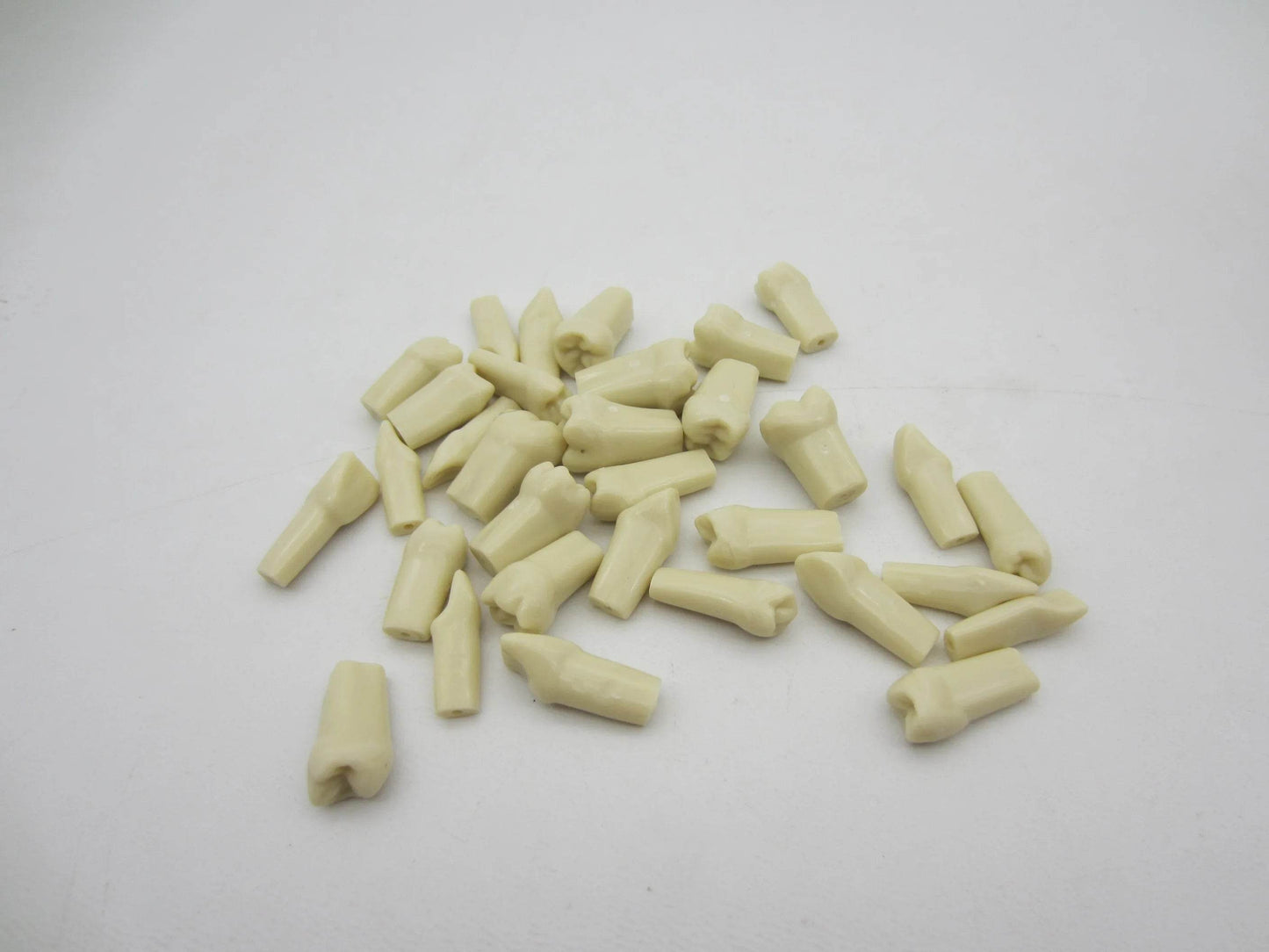 CYW464 Tooth Model - Denspay Dental - Tooth Model