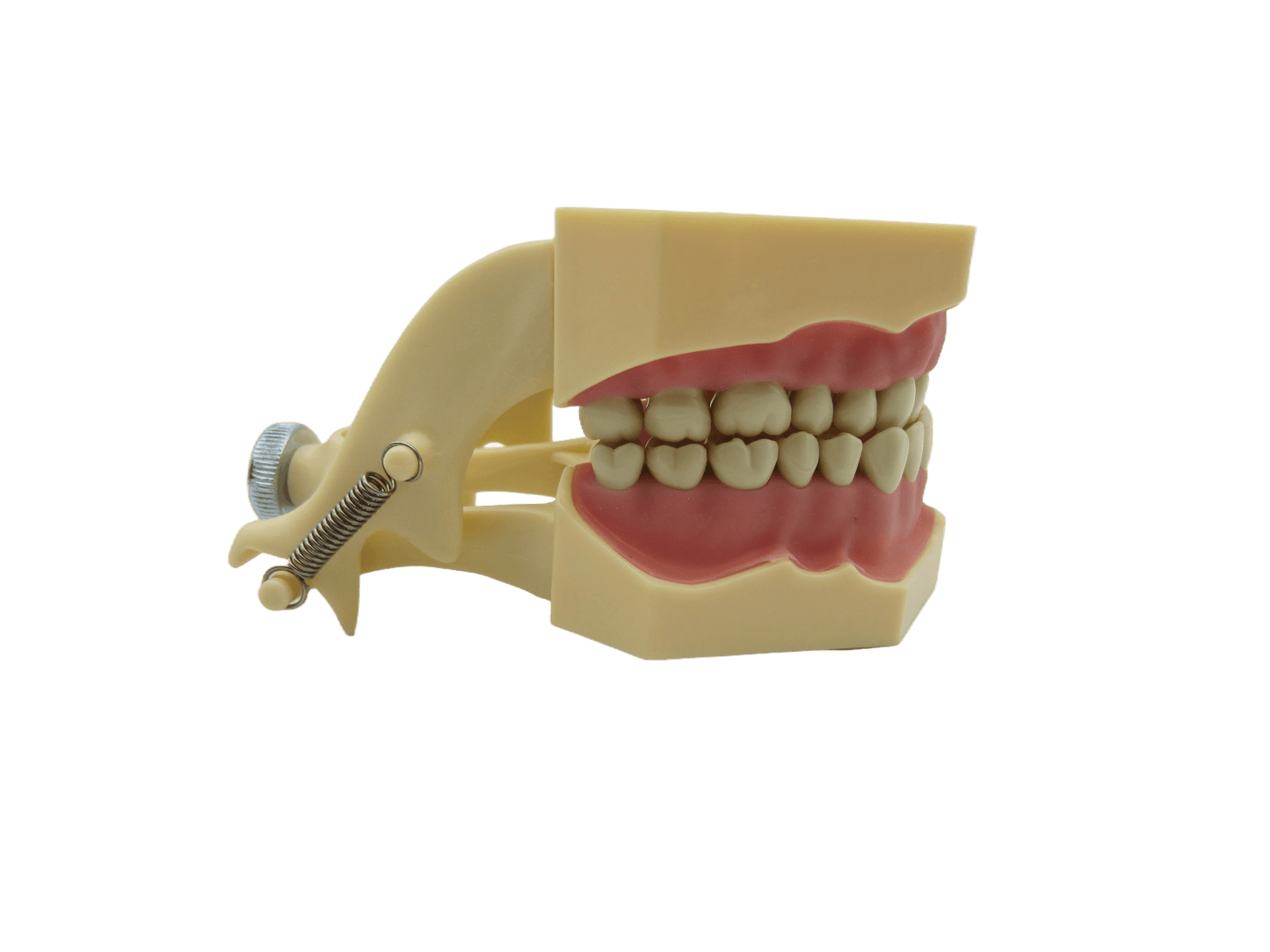 CYW464 Tooth Model - Denspay Dental - Tooth Model