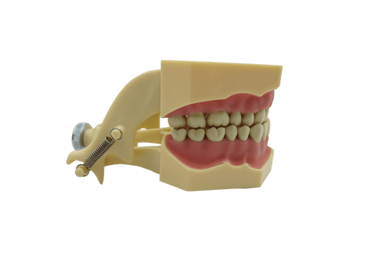 CYW464 Tooth Model - Denspay Dental - Tooth Model