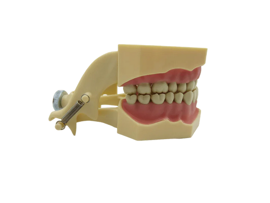 CYW464 Tooth Model - Denspay Dental - Tooth Model