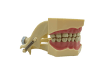 CYW464 Tooth Model - Denspay Dental - Tooth Model