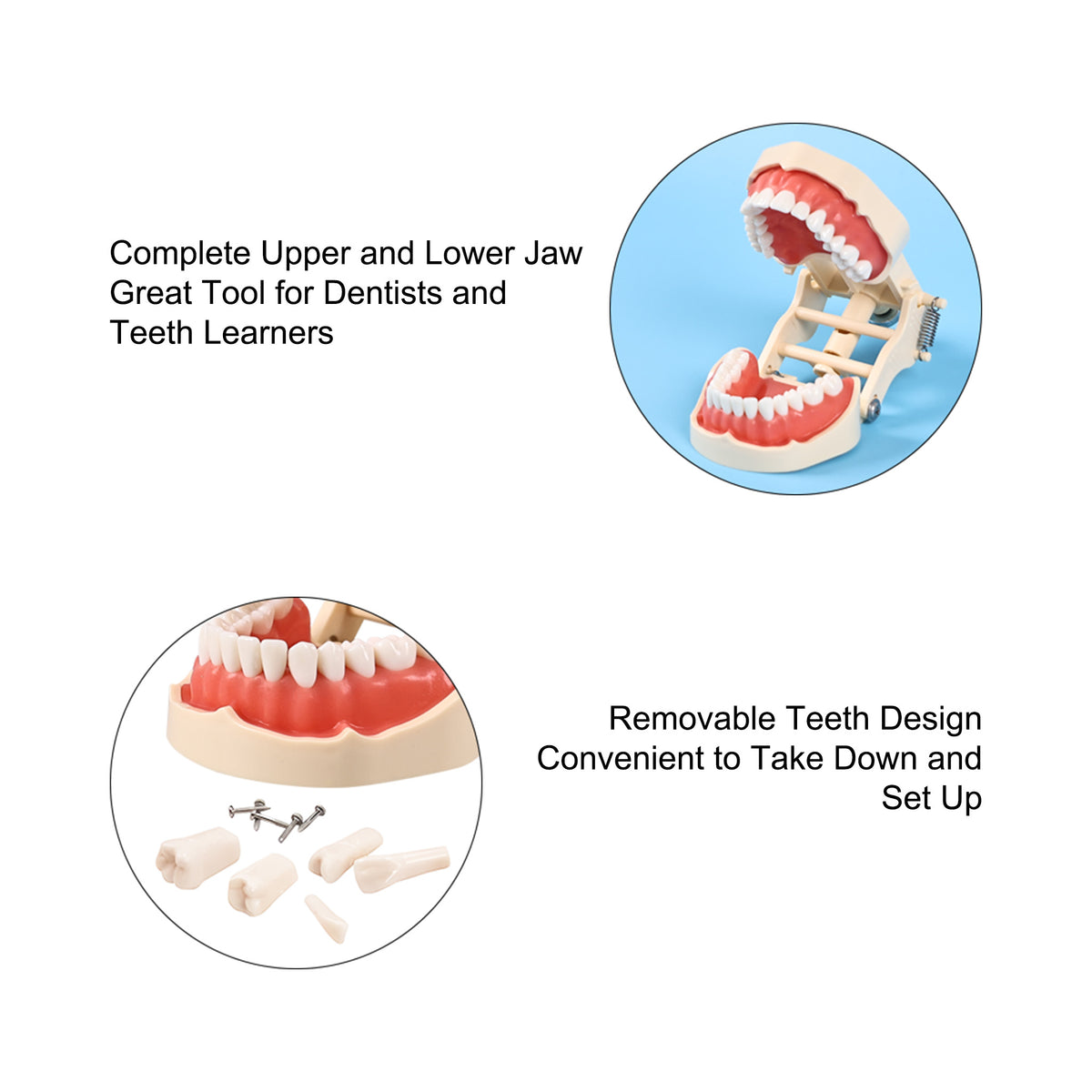 Close-up of resin tooth surface and dentition arrangement