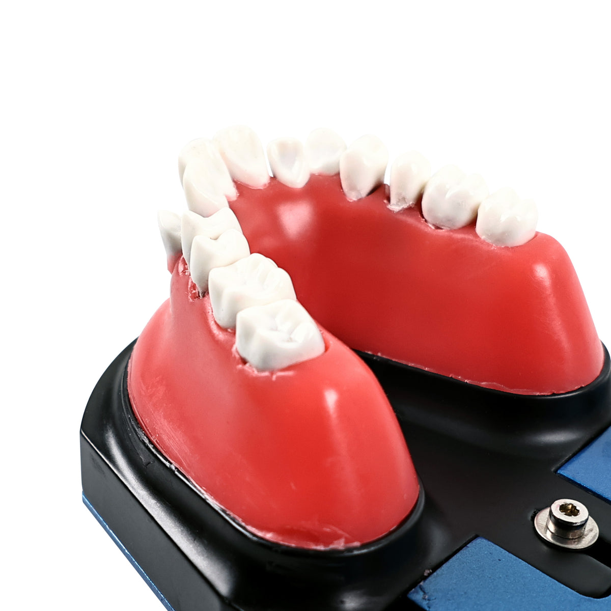 Close-up of simulated red gingiva on giant tooth model