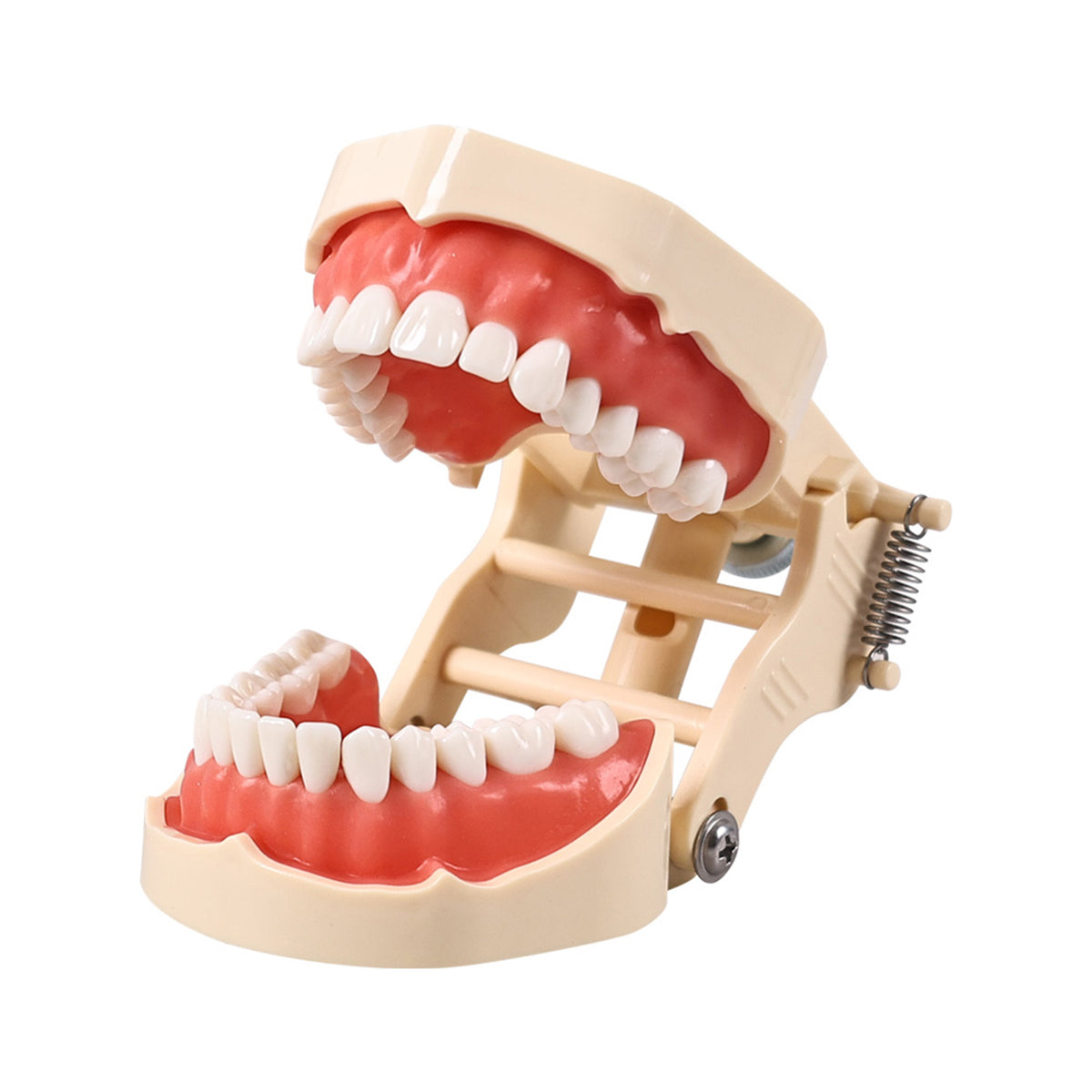 Close-up of spring hinge articulator adjustment structure