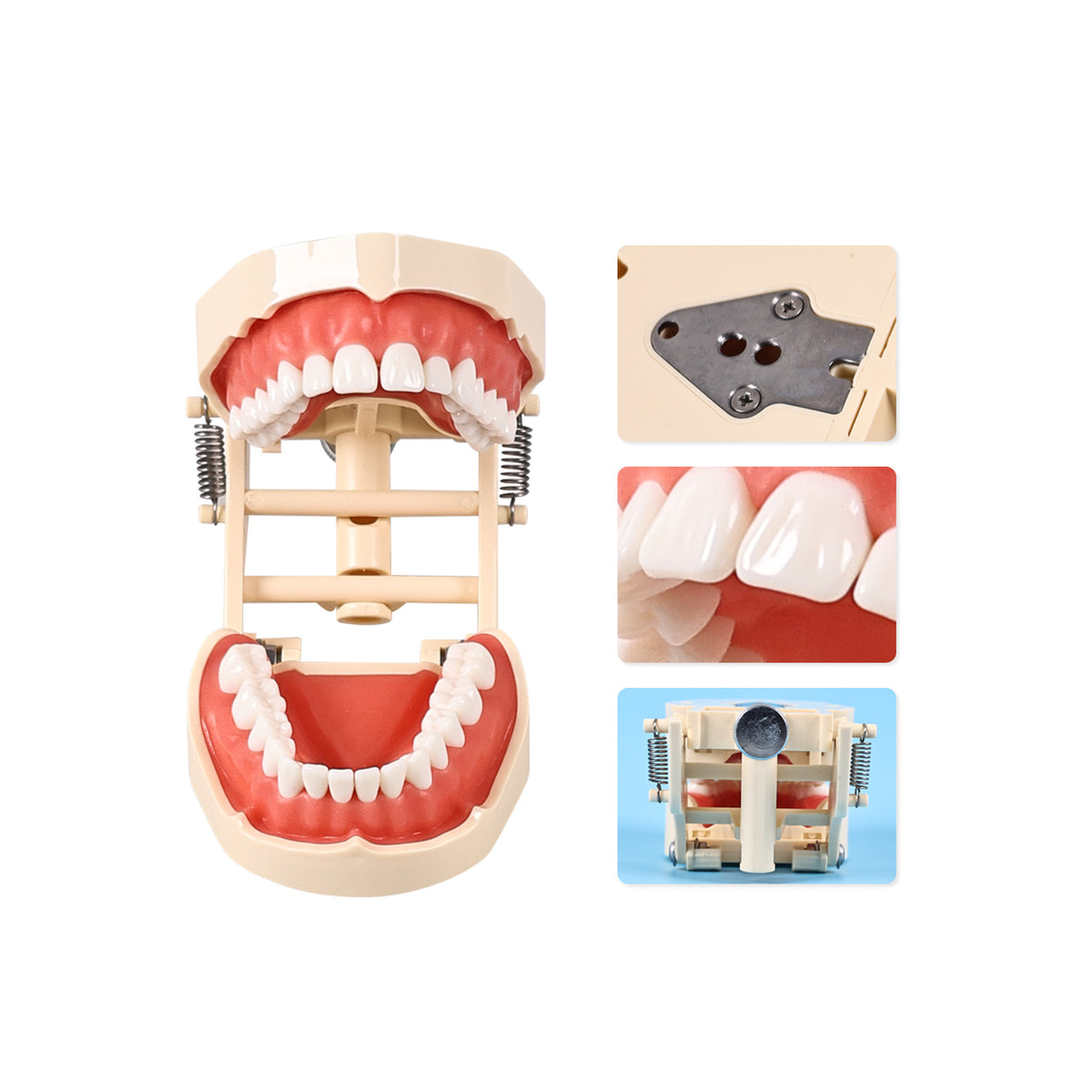 Demonstration of single removable tooth on typodont model