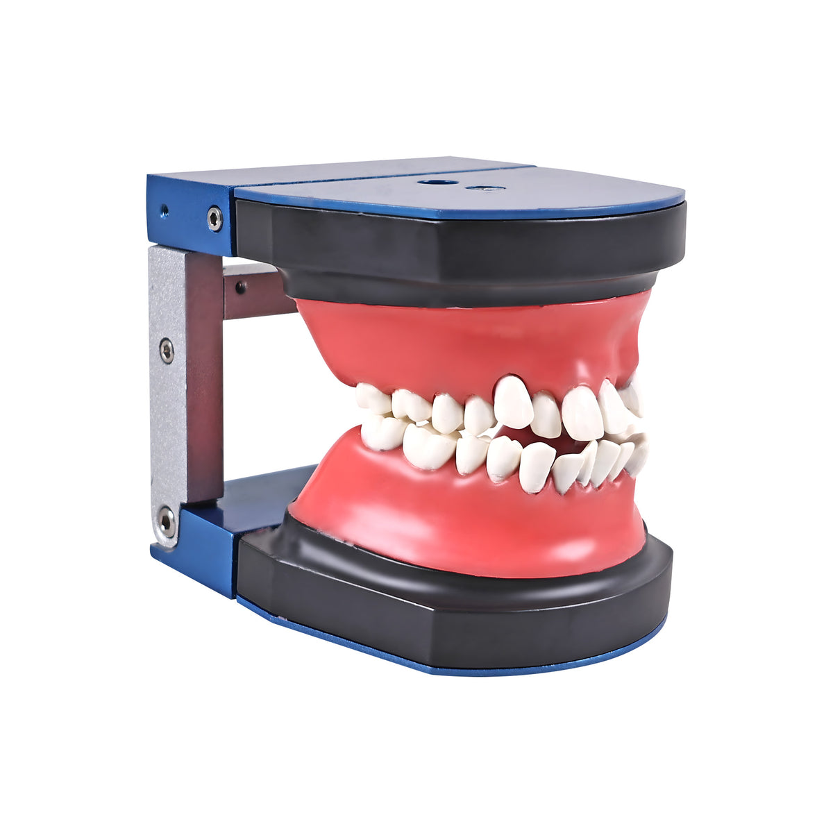 Front view giant teeth model for oral hygiene teaching
