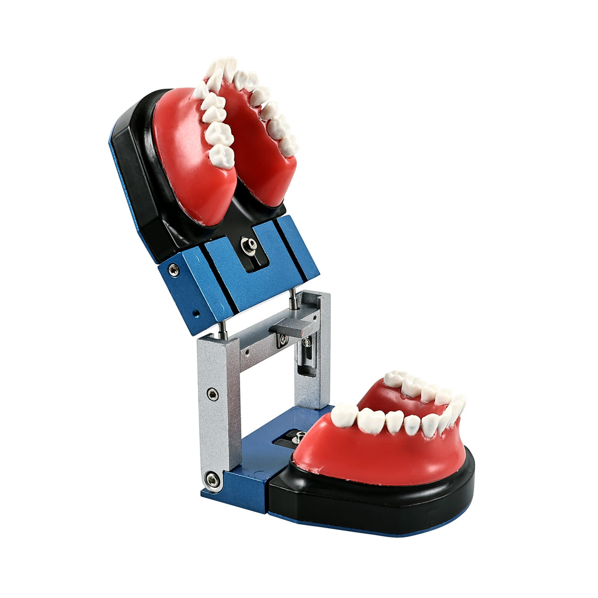 Giant dental model showing wide opening articulator function