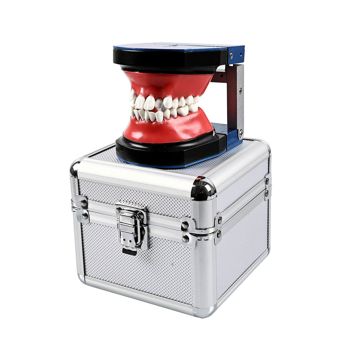 Giant teeth model displayed at dental exhibition booth