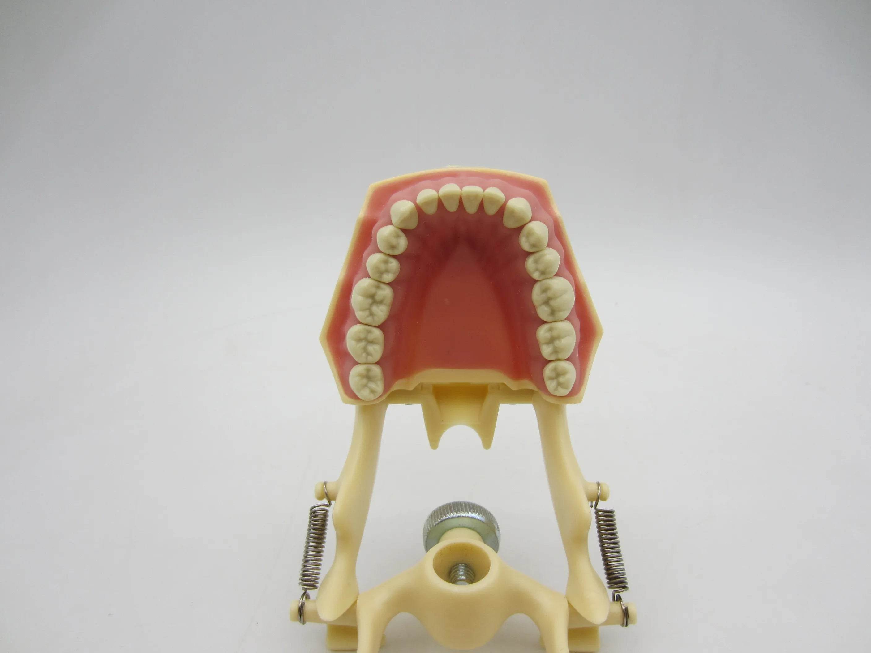CYW464 Tooth Model - Denspay Dental - Tooth Model
