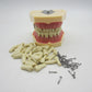 CYW464 Tooth Model
