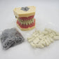 CYW464 Tooth Model