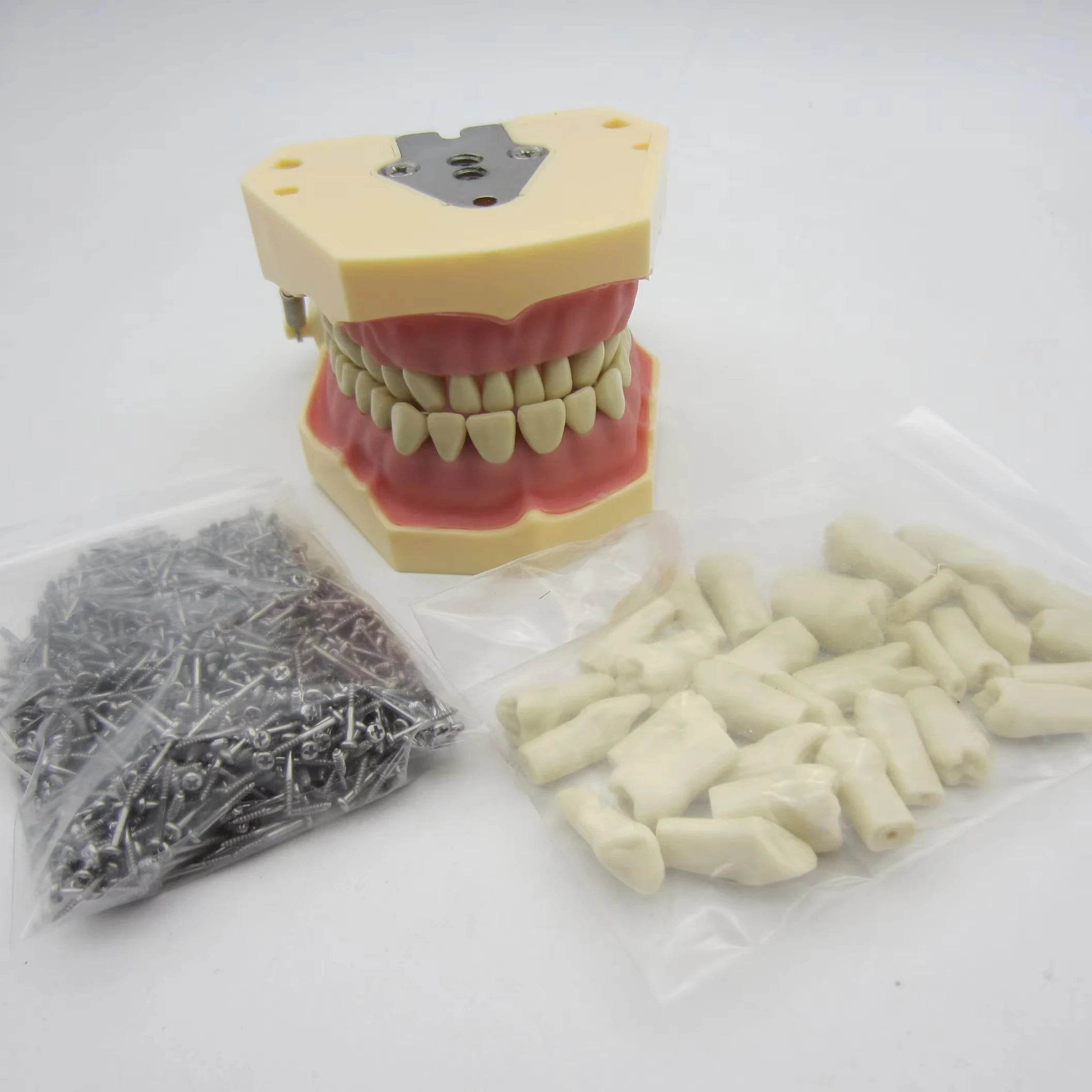 CYW464 Tooth Model - Denspay Dental - Tooth Model