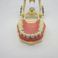 CYW464 Tooth Model