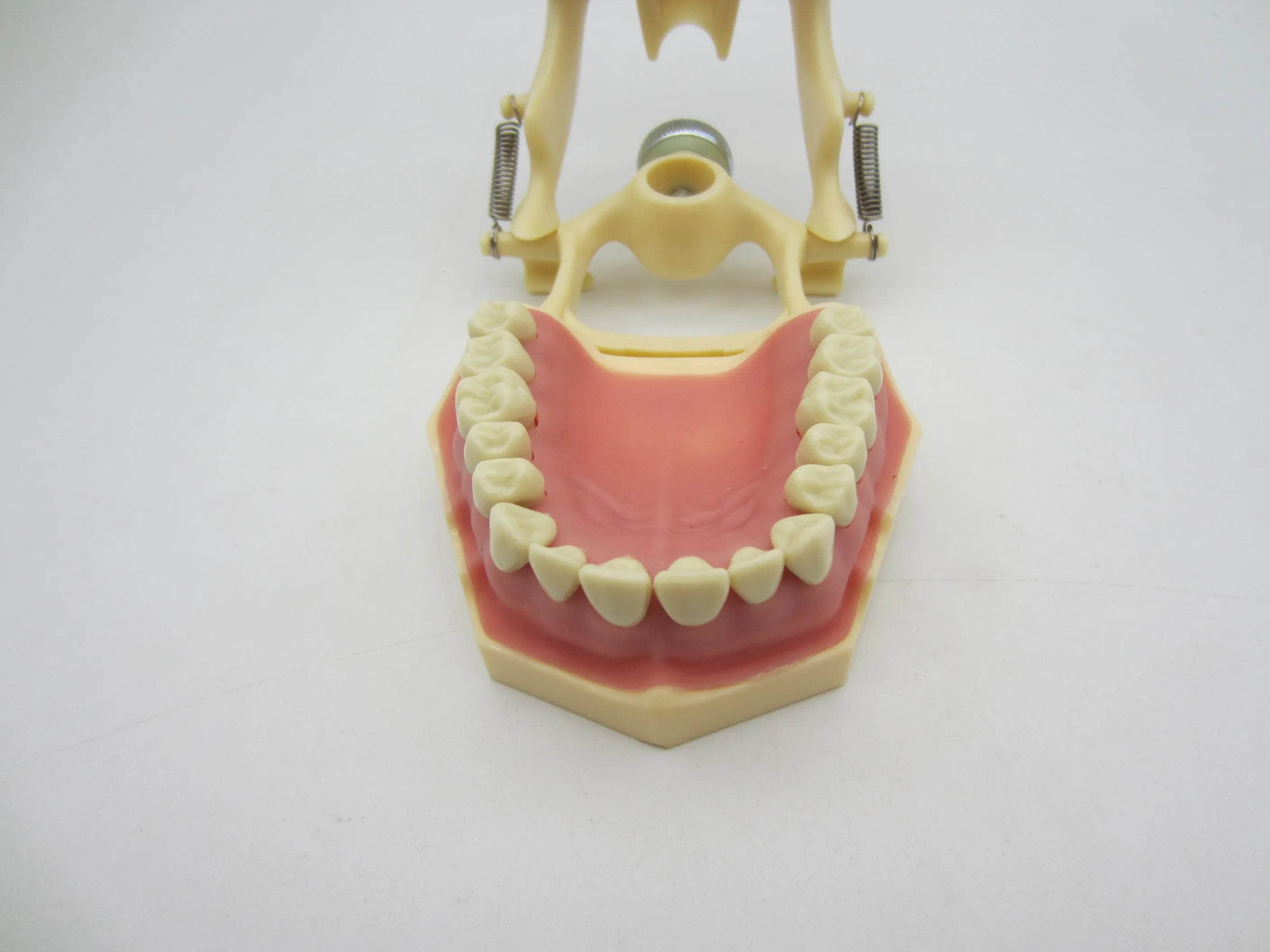 CYW464 Tooth Model - Denspay Dental - Tooth Model