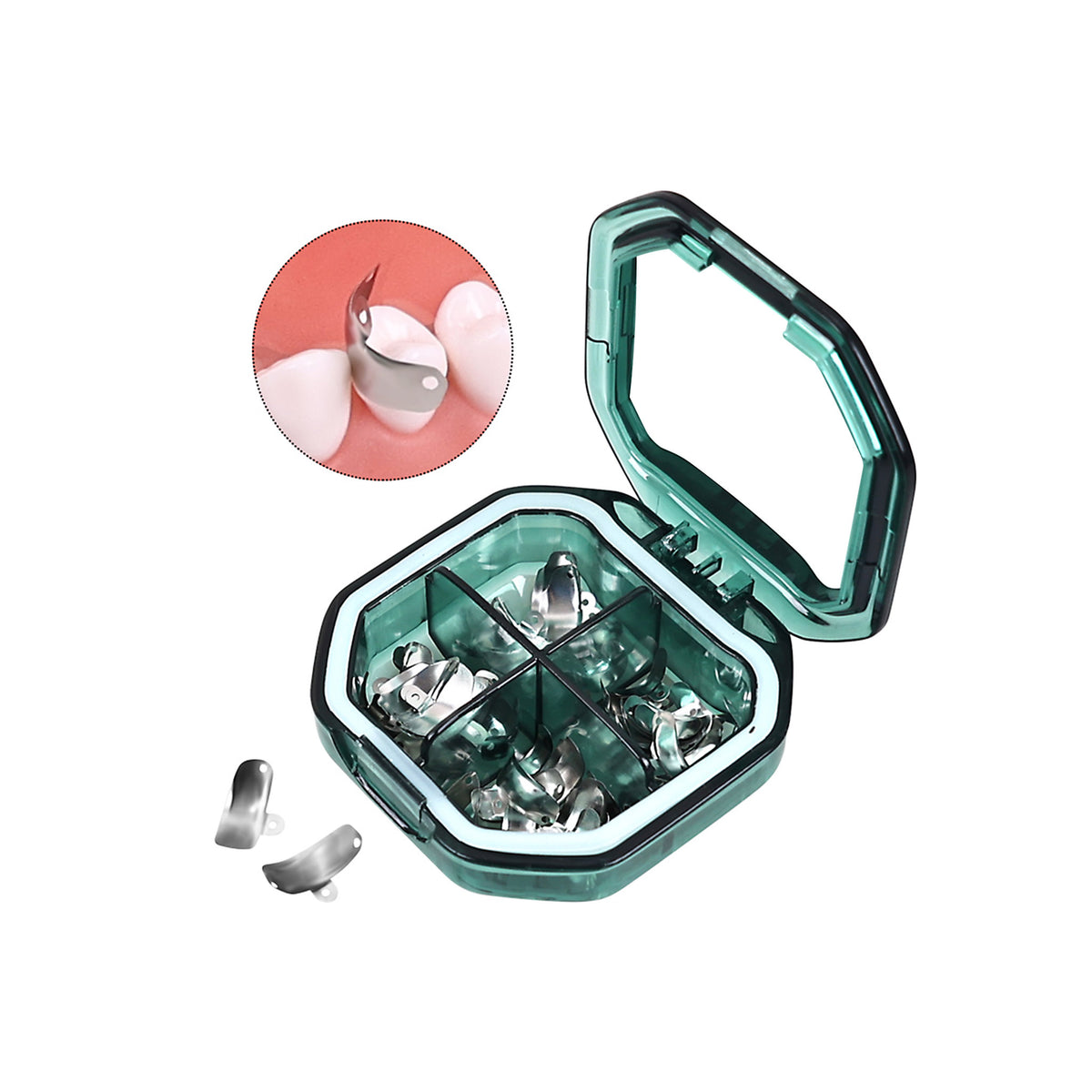 M4 matrix band fitted on tooth model simulation