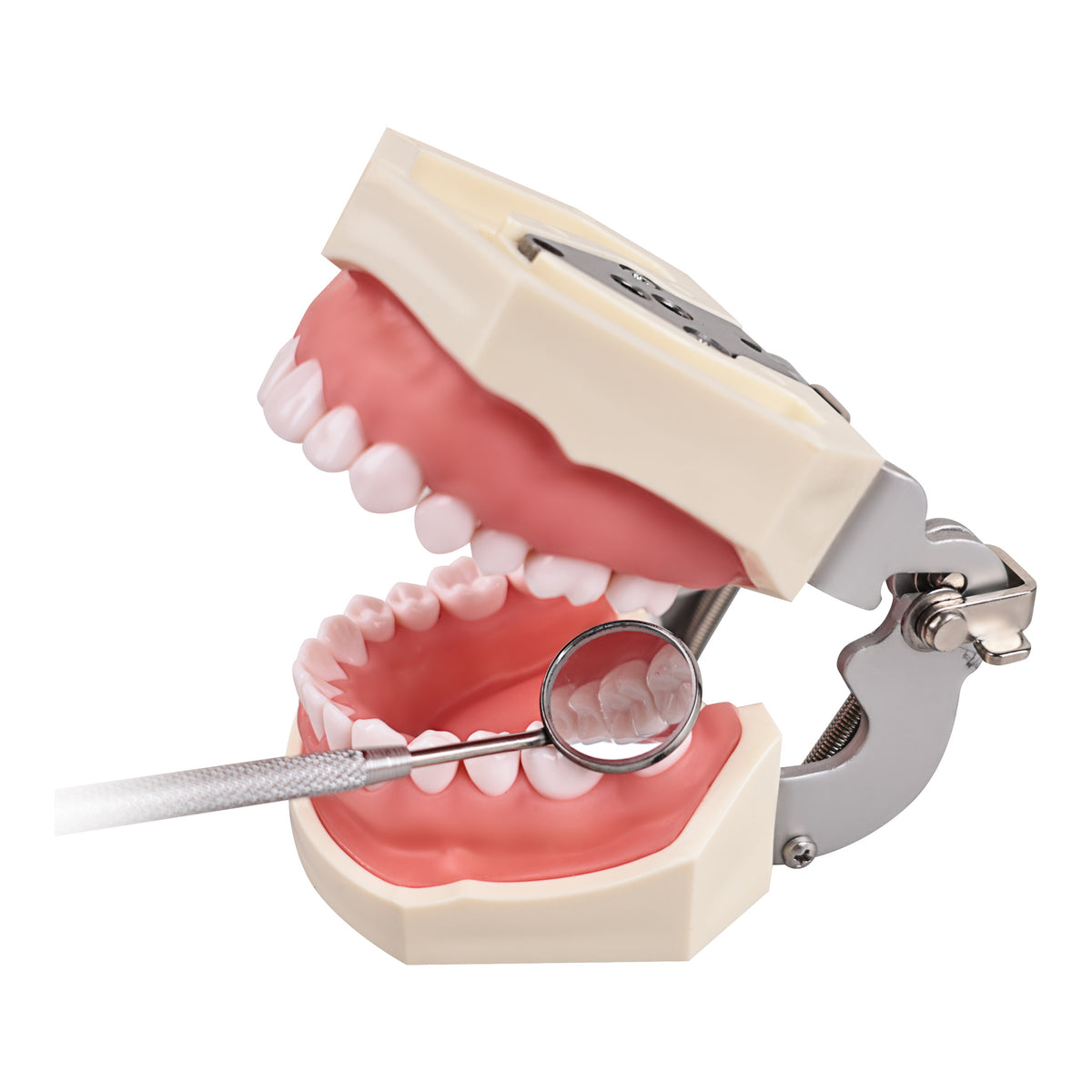 Mirror head intraoral examination demo