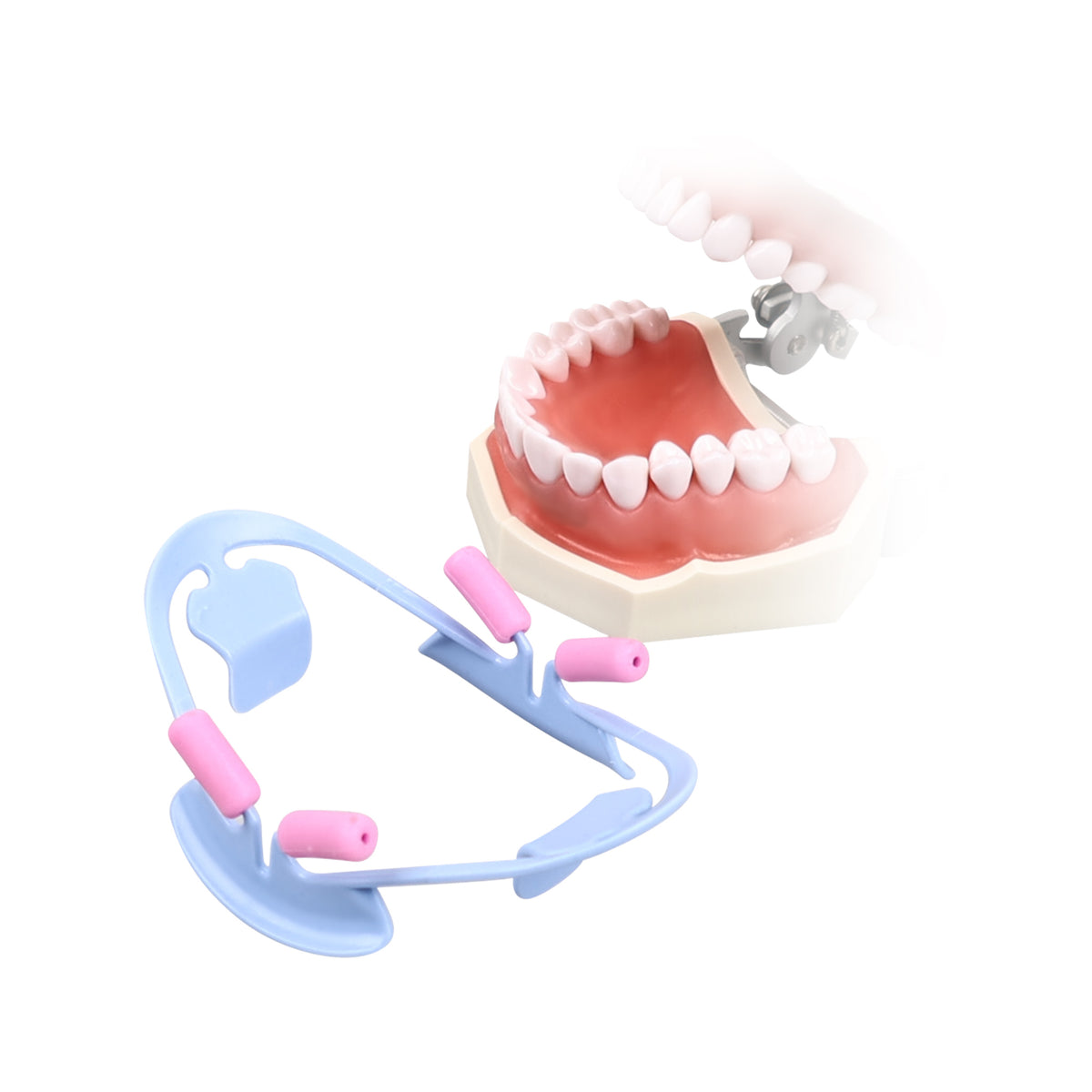 Retractor placed on dental model
