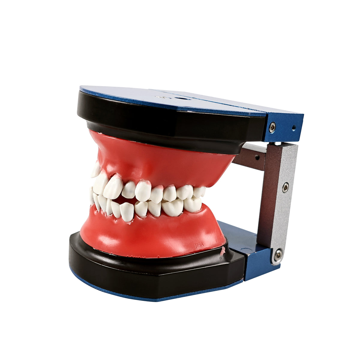 Right side view giant tooth demonstration model