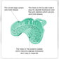 CYW744 Dental Impression Tray