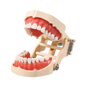 Standard dental typodont model with removable teeth, white background