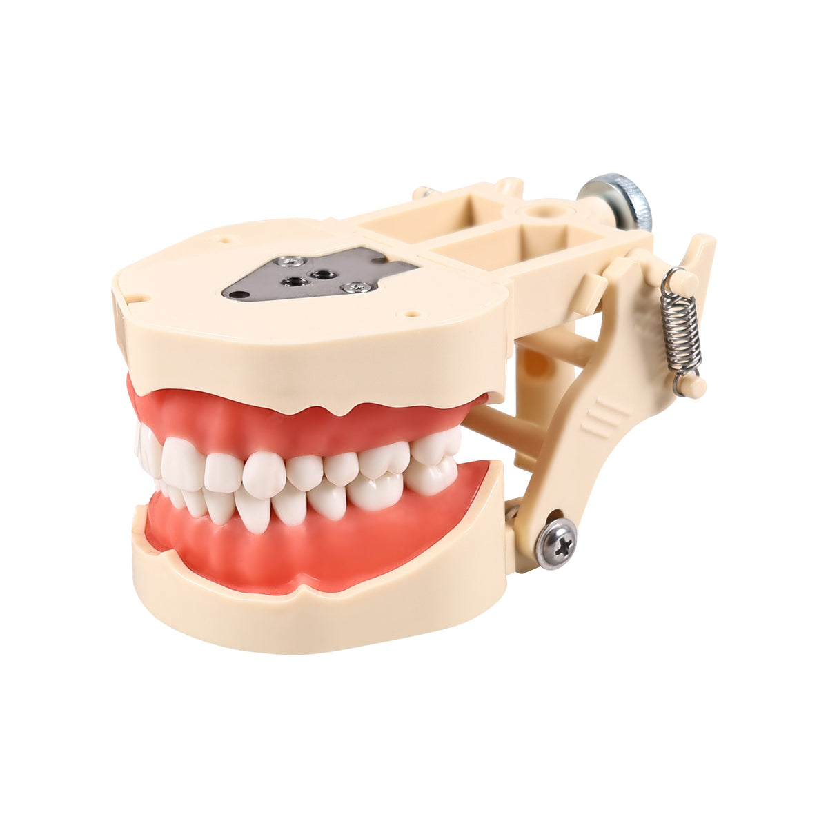 Typodont tooth model left side view with articulator