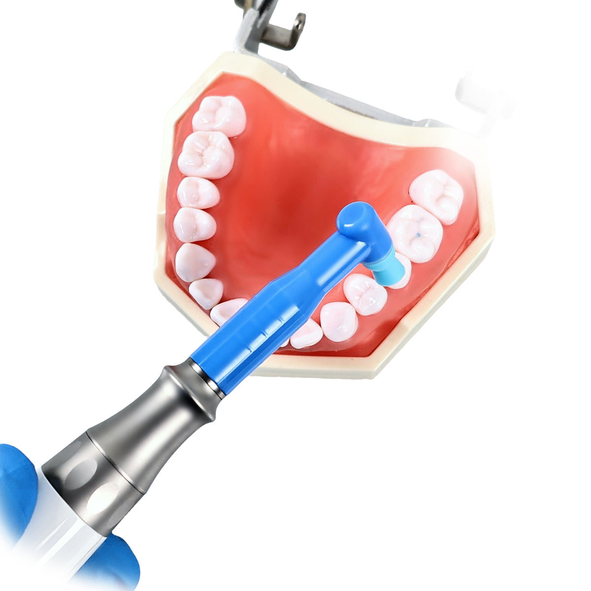 Dentist operating dental prophy motor for tooth polishing